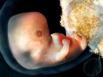 5 тиждень вагітності: що відбувається з плодом і жіночим організмом. Відчуття жінки на 5-му тижні вагітності
