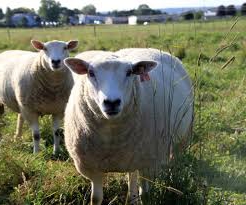 М'ясні породи овець. Розведення овець м'ясної породи