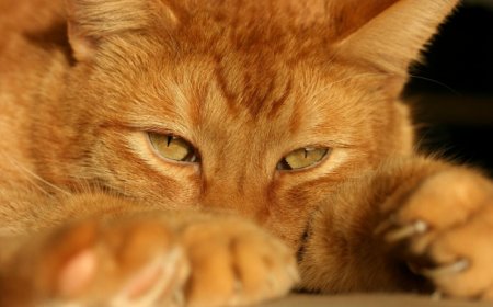Пухнасте сонце: породи рудих котів