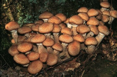Як відрізнити помилкові опеньки від справжніх? Основні правила збору їстівних грибів.