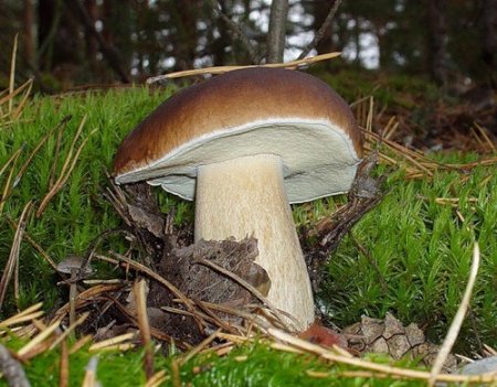 Збираємо лісові дари: як відрізнити їстівні гриби від неїстівних