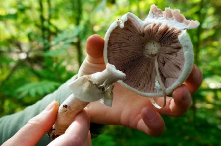 Збираємо лісові дари: як відрізнити їстівні гриби від неїстівних