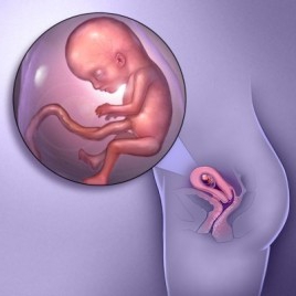 Вагітність: коли починає рости живіт? На якому місяці вагітності видно живіт?