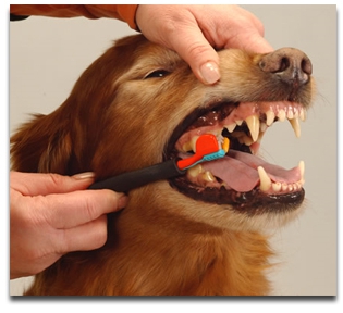Як чистити зуби собаки? Ультразвукова чистка зубів: відгуки