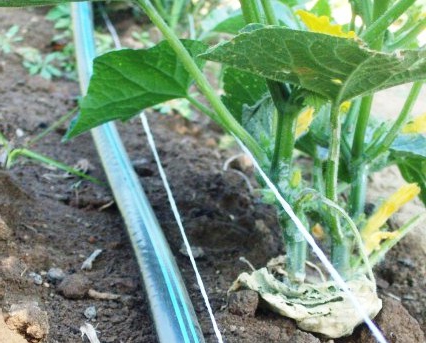 Як поливати огірки в теплицях та відкритому грунті