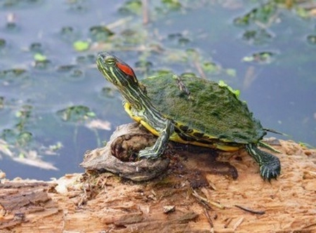 Червоновухі черепахи: чим годувати їх і як
