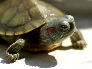 Рептилії в будинку: як і чим годувати красноухие черепахи