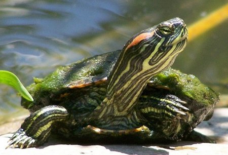 Червоновухі черепахи: чим годувати їх і як