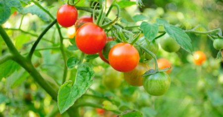 Чому у томатів листя скручуються і як цього уникнути?