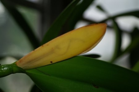 Чому жовтіє листя у орхідей і як з цим боротися?