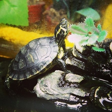 Як облаштувати акваріум для черепахи