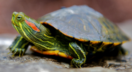 Як визначити стать червоновухих черепах?