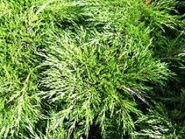 Ялівець козацький - невибаглива рослина для озеленення