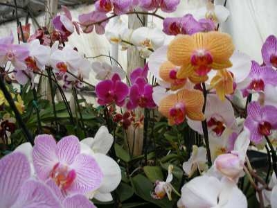 Орхідея фаленопсис: мінімум догляду, максимум задоволення