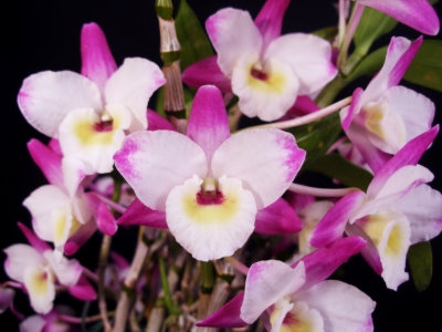 Орхідеї дендробіум - рослина тільки для професійних квітникарів