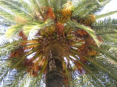 Пальма фінікова: особливості догляду за рослиною в домашніх умовах