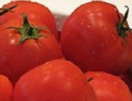 Помідори "санька": скоростиглі томати з чудовим смаком