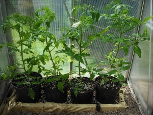 Розсада томатів, вирощена в домашніх умовах
