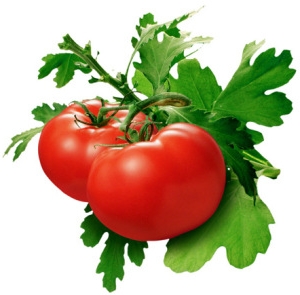 Сприятливі дні для посадки томатів