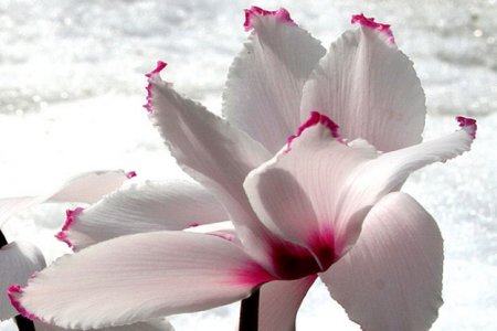 Квіти цикламен - краса взимку