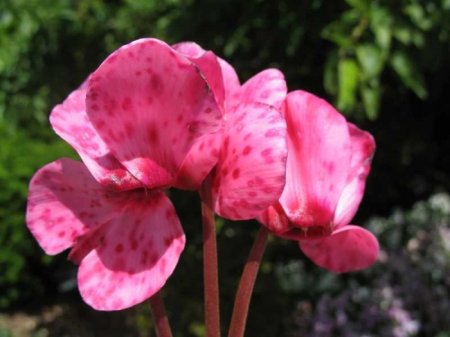 Квітка цикламен: особливості догляду