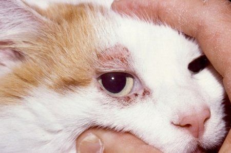 Підшкірний кліщ у кішок: симптоми, лікування, профілактика і попередження хвороби