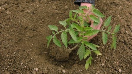 Терміни посадки томатів на розсаду залежать від регіону