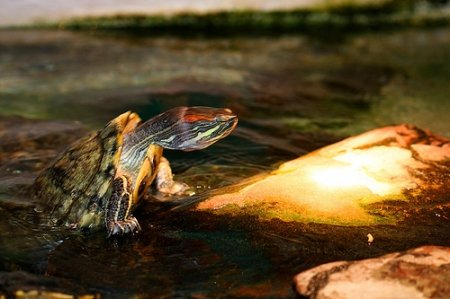 Як облаштувати акваріум для червоновухої черепахи