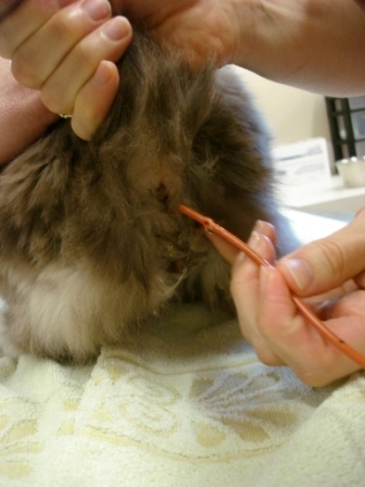 Запор у кота как сделать клизму 298