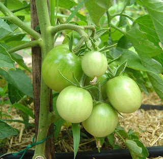 Вирощуємо томат "Новачок" у себе на грядках
