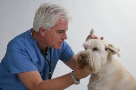 Вушний кліщ у собак: лікування і профілактика