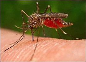Як позбутися від комарів. Слушні поради
