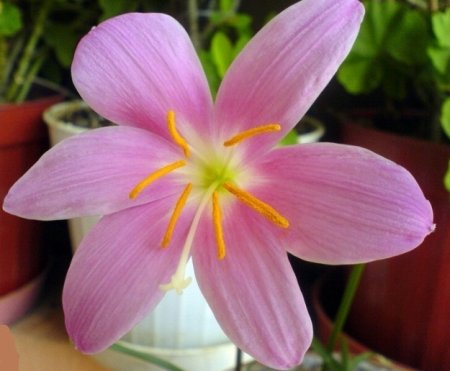 Вискочка – квітка зефіру чи вітру зефірантеса?
