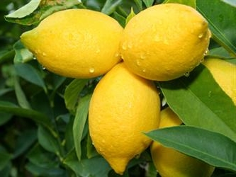 Як доглядати за лимоном в домашніх умовах