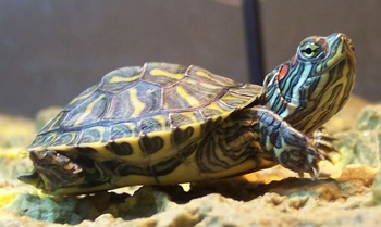 Червоновухі черепахи скільки живуть? Скільки живе черепаха домашня?