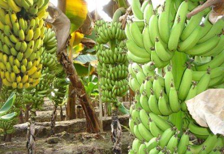Банан - це фрукт чи ягода? Маловідомі факти про банани