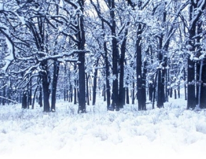 «Зимовий ліс», твір: правила написання та варіації тексту