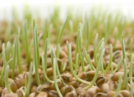 Олія зародків пшениці: відгуки. Застосування в косметології