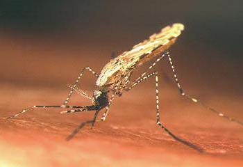 Малярійний комар. Чим небезпечний його укус?