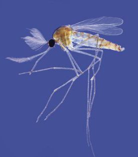 Чи небезпечний для людини самець комара