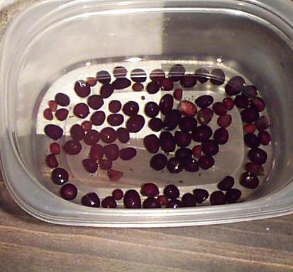 Пионы сажают из семян Пионы сажают из семян