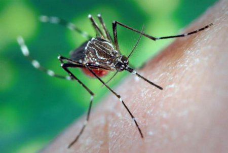 Алергія на комарині укуси. Перша допомога. Симптоми і лікування