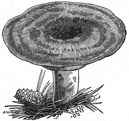 Білий груздь: опис та фото. Лісові гриби