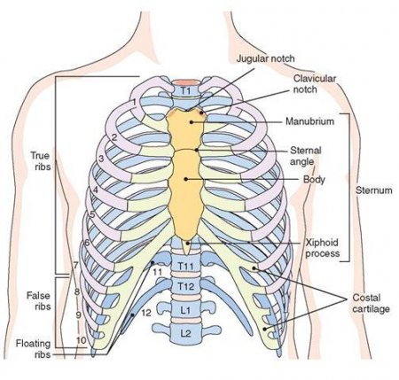 Будова грудної клітки людини, особливості будови за віковими та статевими ознаками