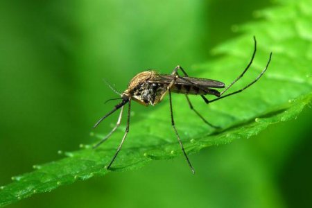 Дивовижний світ комах: яка тривалість життя комара?