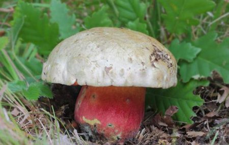 Дубовик — гриб дубових лісів: фото, опис, властивості