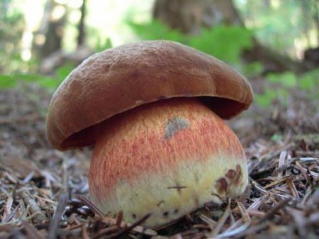 Дубовик — гриб дубових лісів: фото, опис, властивості