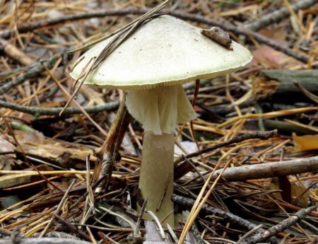 Назва грибів шкідливих і корисних для людини