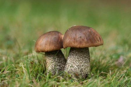 Підберезник (гриб):опис та фото