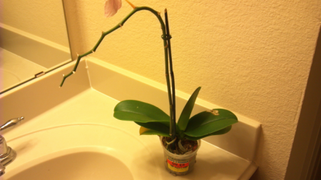 Прекрасна квітка орхідея - як розсаджувати цю рослину